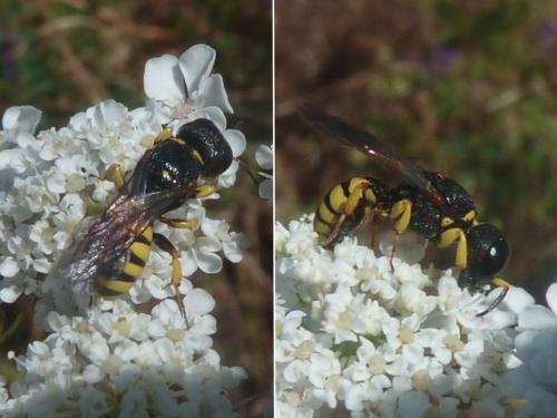 Réf. 186 510 : Lestica clypeata